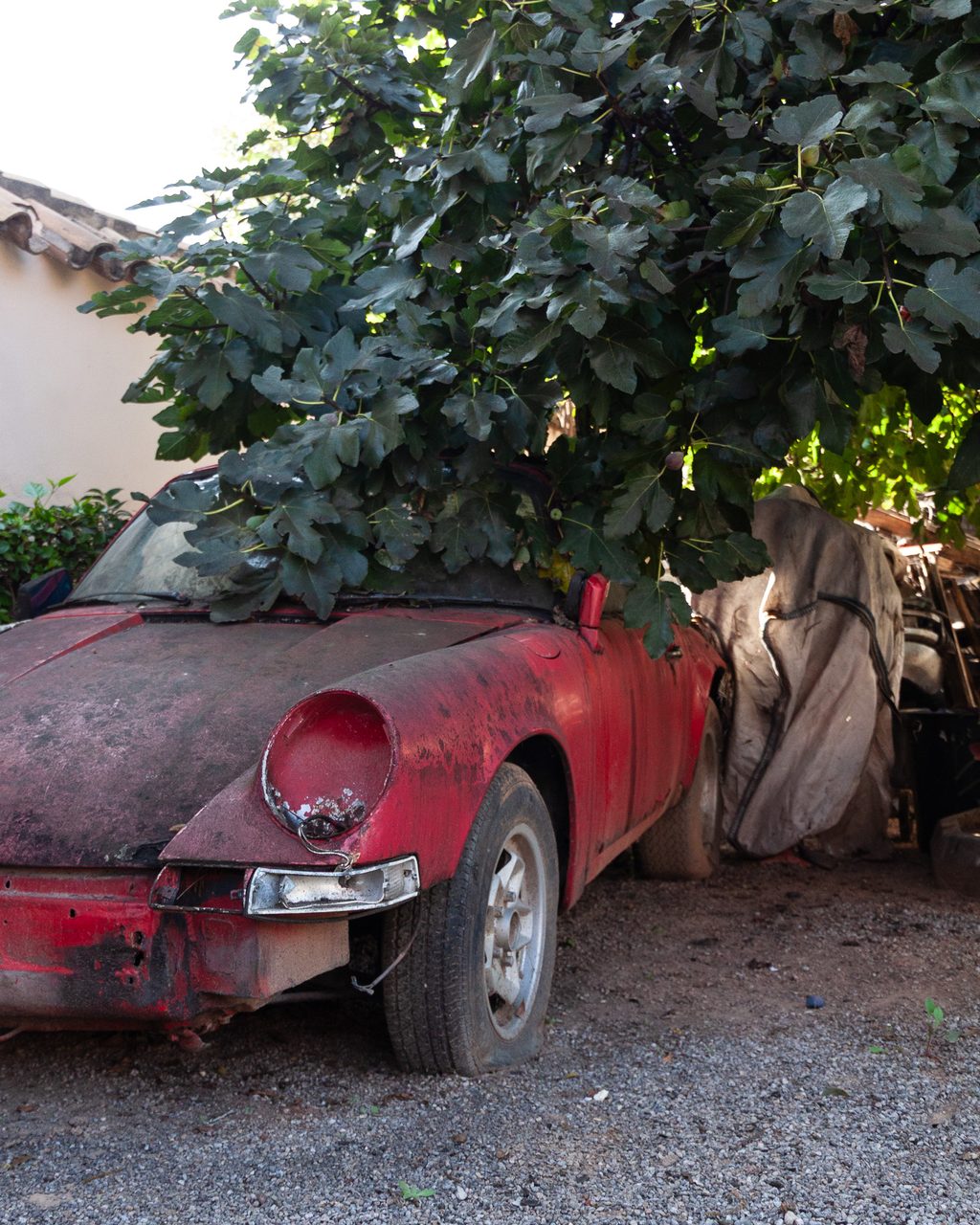 Abandoned classic red Porsche covered in dust beneath the lush branches of a fig tree growing over the bodywork, in Castellon.
