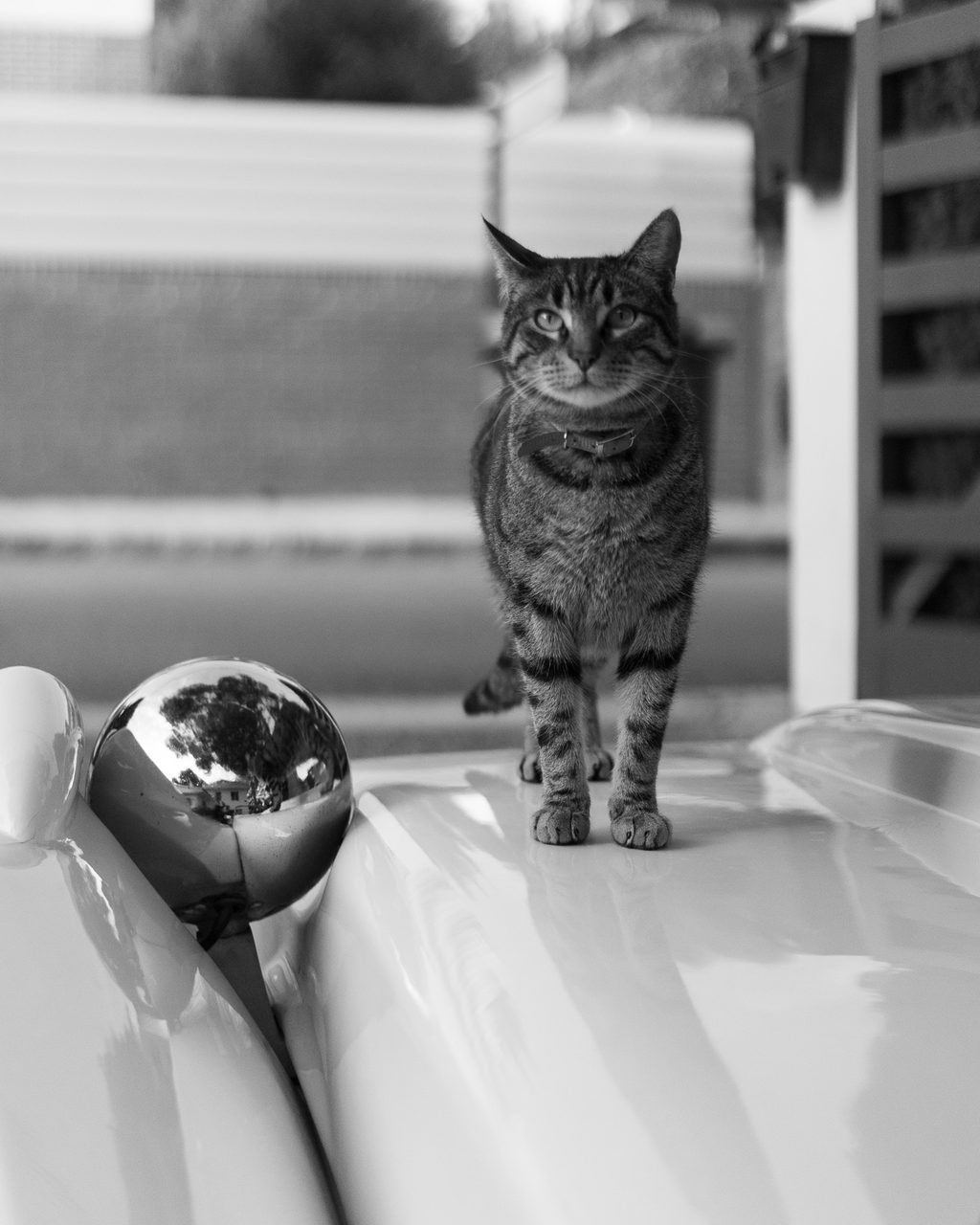 Gato atigrado erguido sobre el capó cromado de un Hispano Alemán Mallorca en una calle de Benicàssim, Castellón, en blanco y negro.