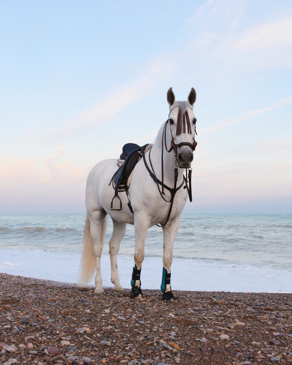 Caballo blanco ensillado de pie sobre cantos rodados en la playa de un pueblo costero de Valencia, frente al mar Mediterráneo bajo un cielo azul pastel.