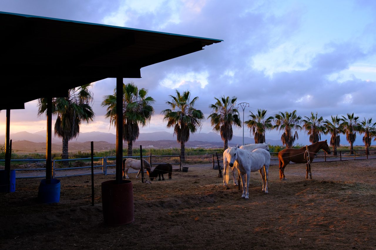 Grupo de caballos en un corral al atardecer en un pueblo de Valencia, con un caballo blanco iluminado por la última luz, palmeras y montañas bajo un cielo de tonos violetas.