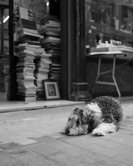 Perro de pelaje rizado tumbado frente a una librería con pilas de libros en Valencia