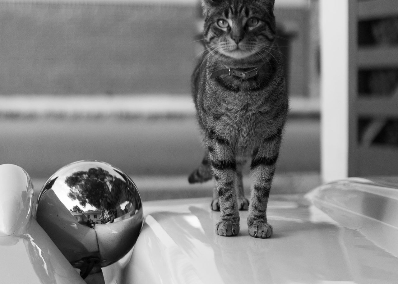 Gato atigrado erguido sobre el capó cromado de un Hispano Alemán Mallorca en una calle de Benicàssim, Castellón, en blanco y negro.