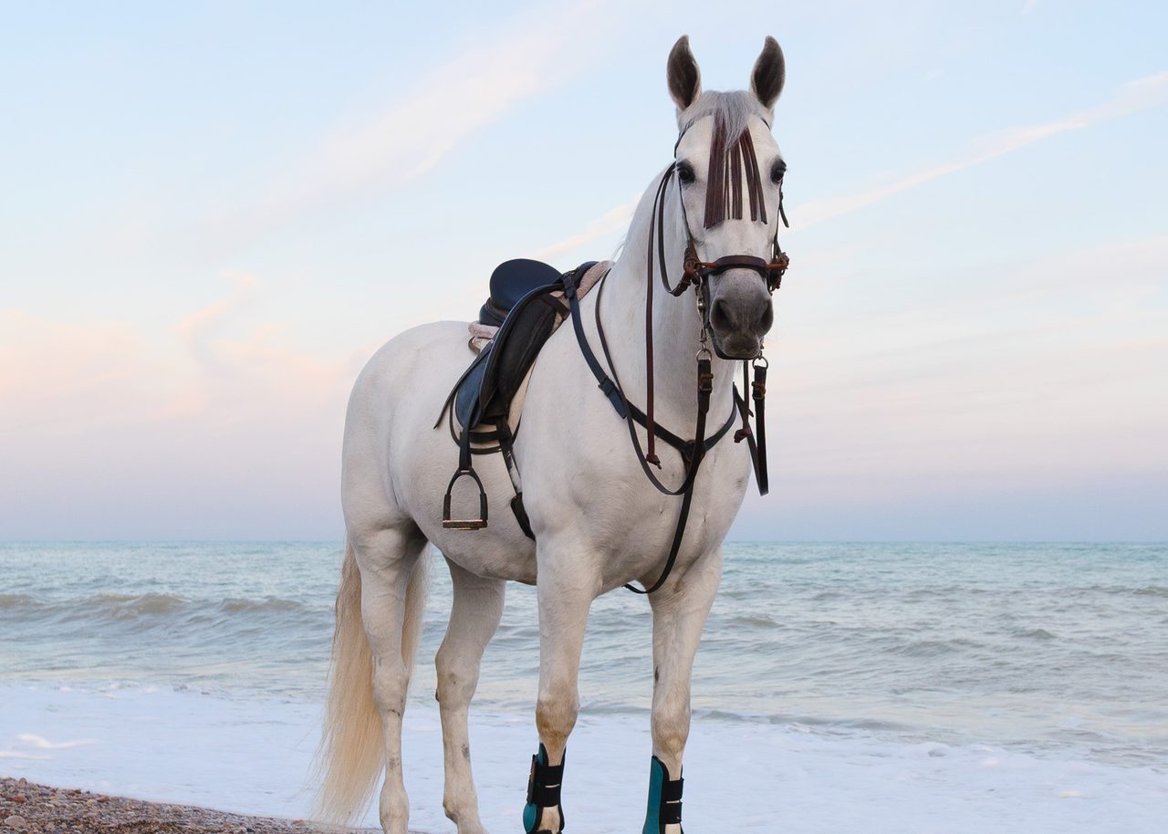 Caballo blanco ensillado de pie sobre cantos rodados en la playa de un pueblo costero de Valencia, frente al mar Mediterráneo bajo un cielo azul pastel.