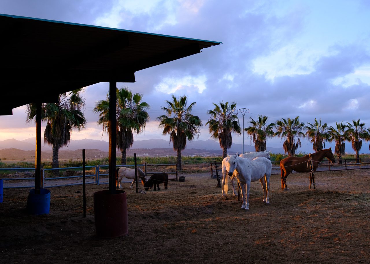 Grupo de caballos en un corral al atardecer en un pueblo de Valencia, con un caballo blanco iluminado por la última luz, palmeras y montañas bajo un cielo de tonos violetas.
