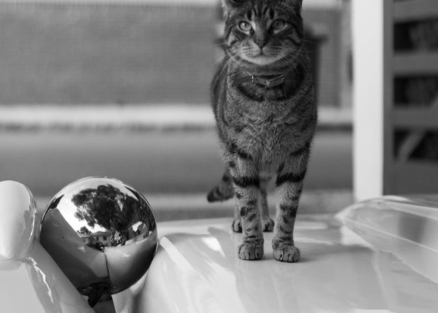 Gato atigrado erguido sobre el capó cromado de un Hispano Alemán Mallorca en Benicàssim