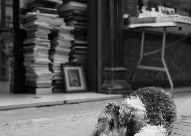 Perro de pelaje rizado tumbado frente a una librería con pilas de libros en Valencia