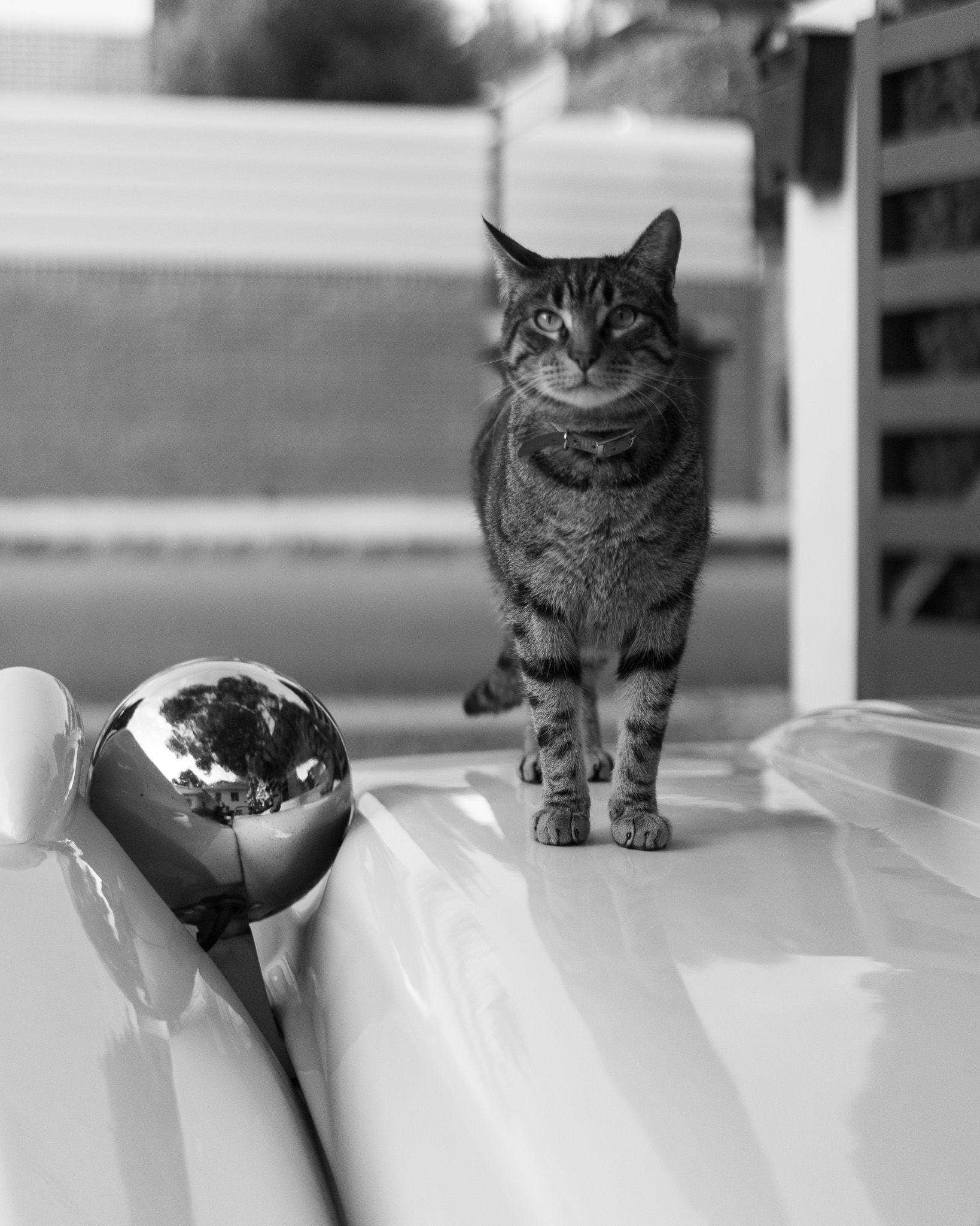 Gato atigrado erguido sobre el capó cromado de un Hispano Alemán Mallorca en Benicàssim