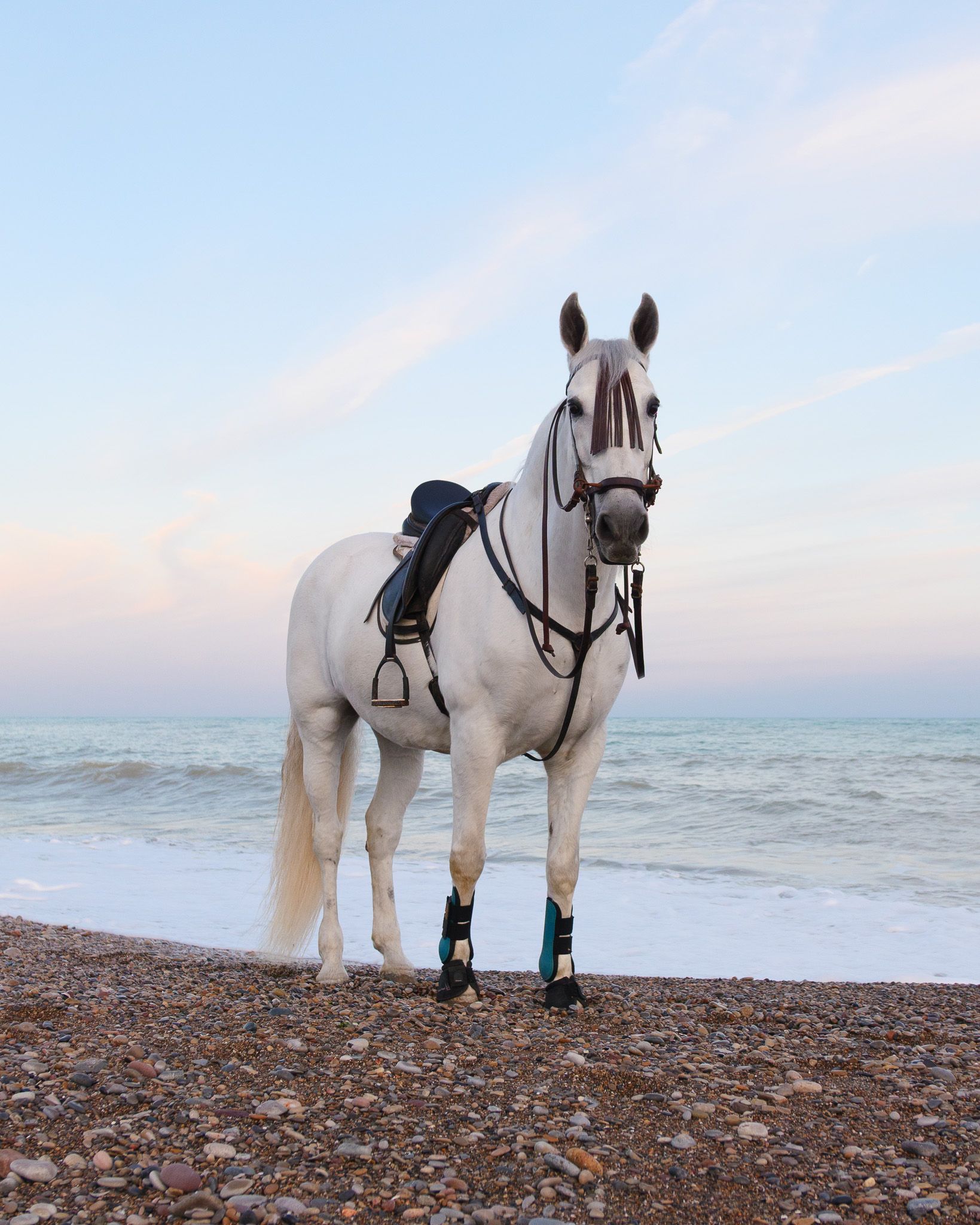 Caballo blanco ensillado sobre cantos rodados frente al mar Mediterráneo en Valencia